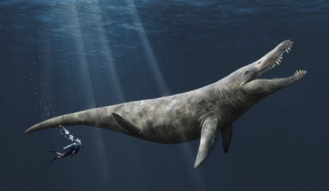 An artist's impression of a pliosaur, a giant Jurassic sea monster