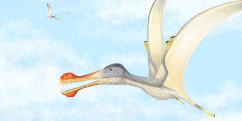 researchers at portsmouth discover three new species of flying reptile