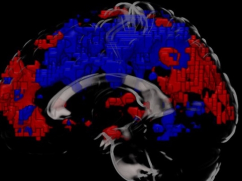 MRI scan of the brain showing the parietal cortex (left) and medial prefrontal cortex (right) as red after a cold water bath - indicating increased activity compared to the areas showing in blue