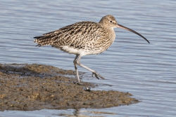 Picture of a curlew