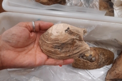 A complete specimen of one of the Cretaceous fossils