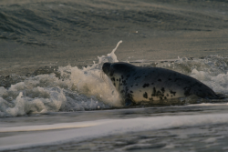 Seal