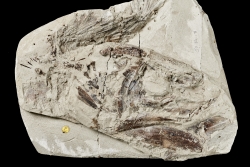 The fossilised specimen