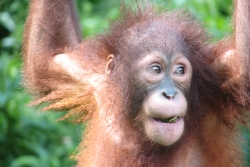 An orangutan smiling 