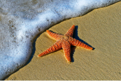 Starfish on a beach