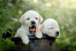 Researchers from the University of Portsmouth are on the lookout for tail-wagging recruits - could your dog help us learn more? 