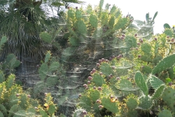 Image shows the large webs of tropical tent web spiders, Cyrtophora citricola