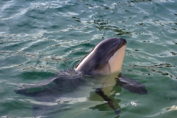 porpoise