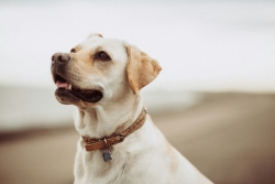 dog unsplash image