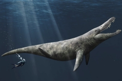 An artist's impression of a pliosaur, an enormous Jurassic sea monster, next to a scuba diver