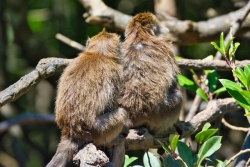 macaques on a branch