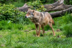 wolf