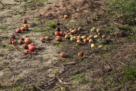 A pile of red and green apples strewn over an expanse of patchy grass
