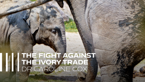 The fight against the ivory trade